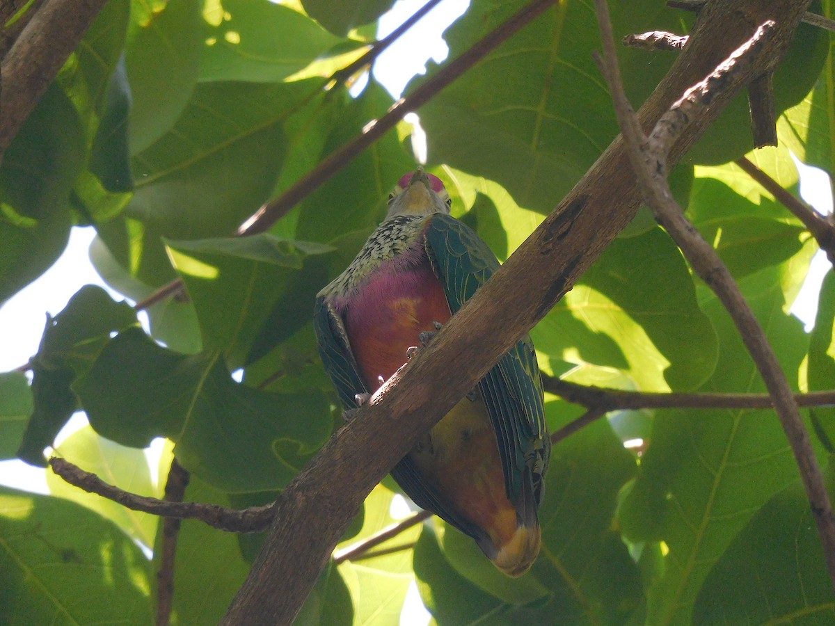 Rose-crowned Fruit-Dove - ML646281627