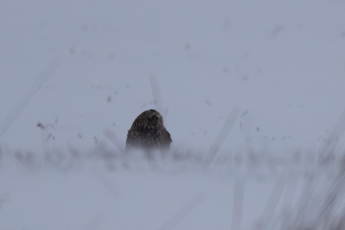 Short-eared Owl - ML646281628
