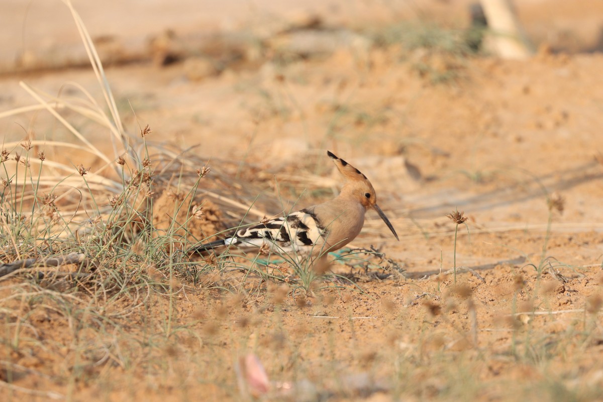 Common Hoopoe - ML646281629