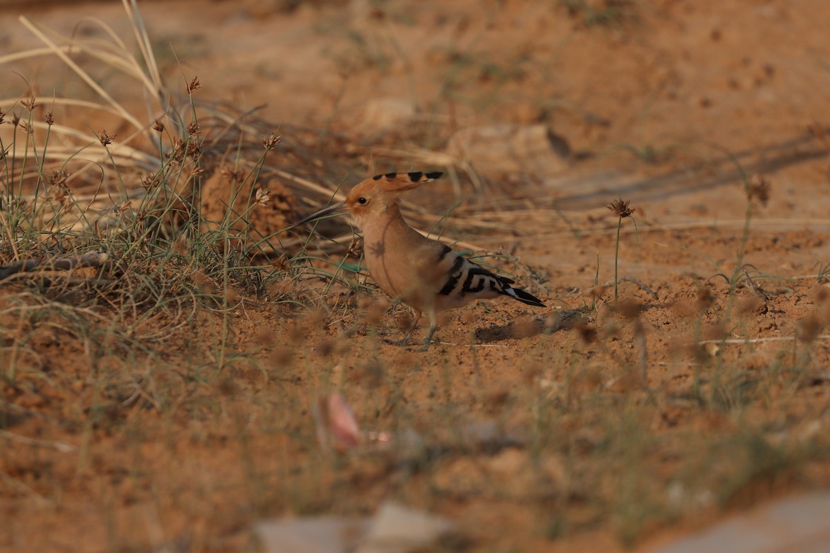 Common Hoopoe - ML646281630
