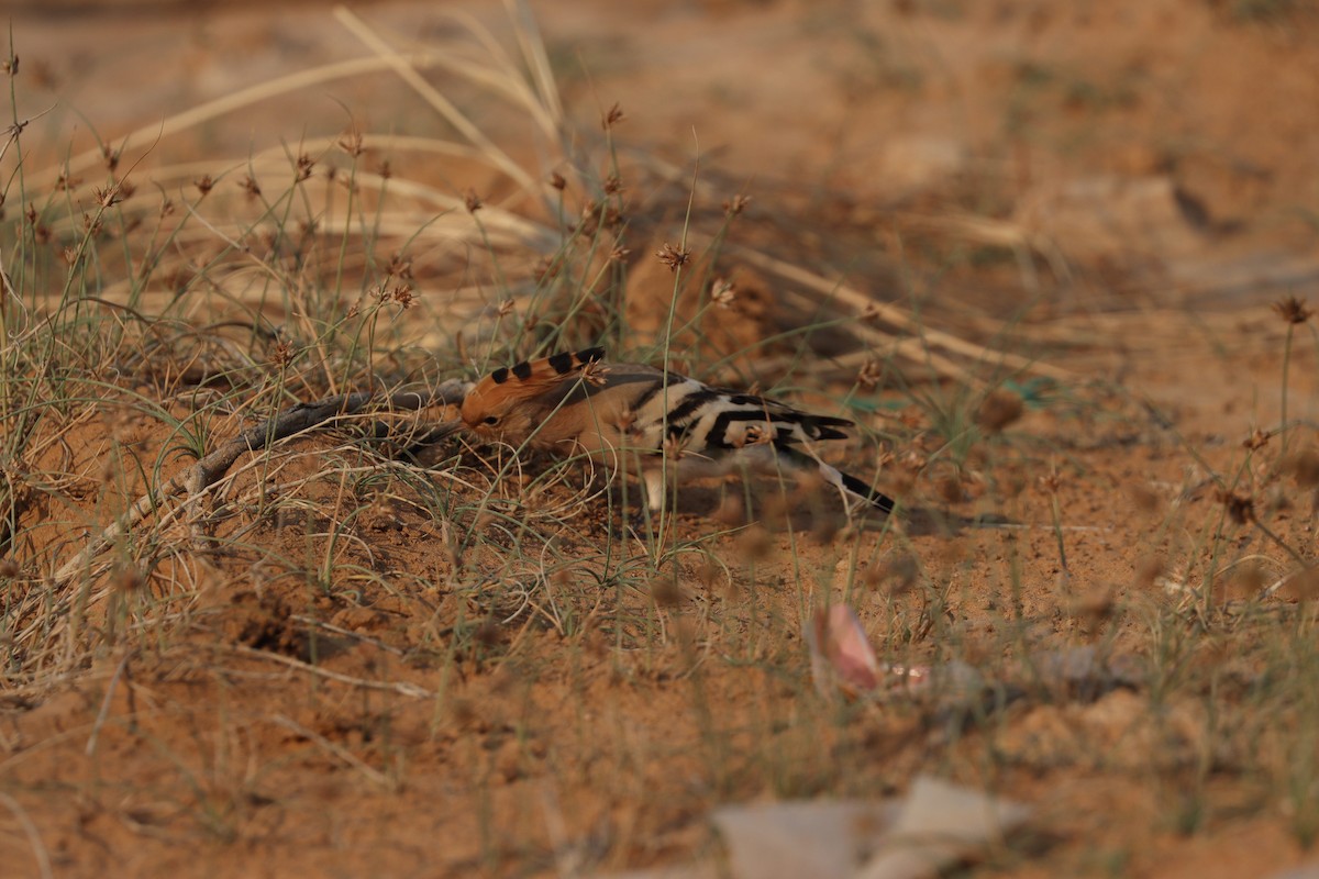 Common Hoopoe - ML646281631