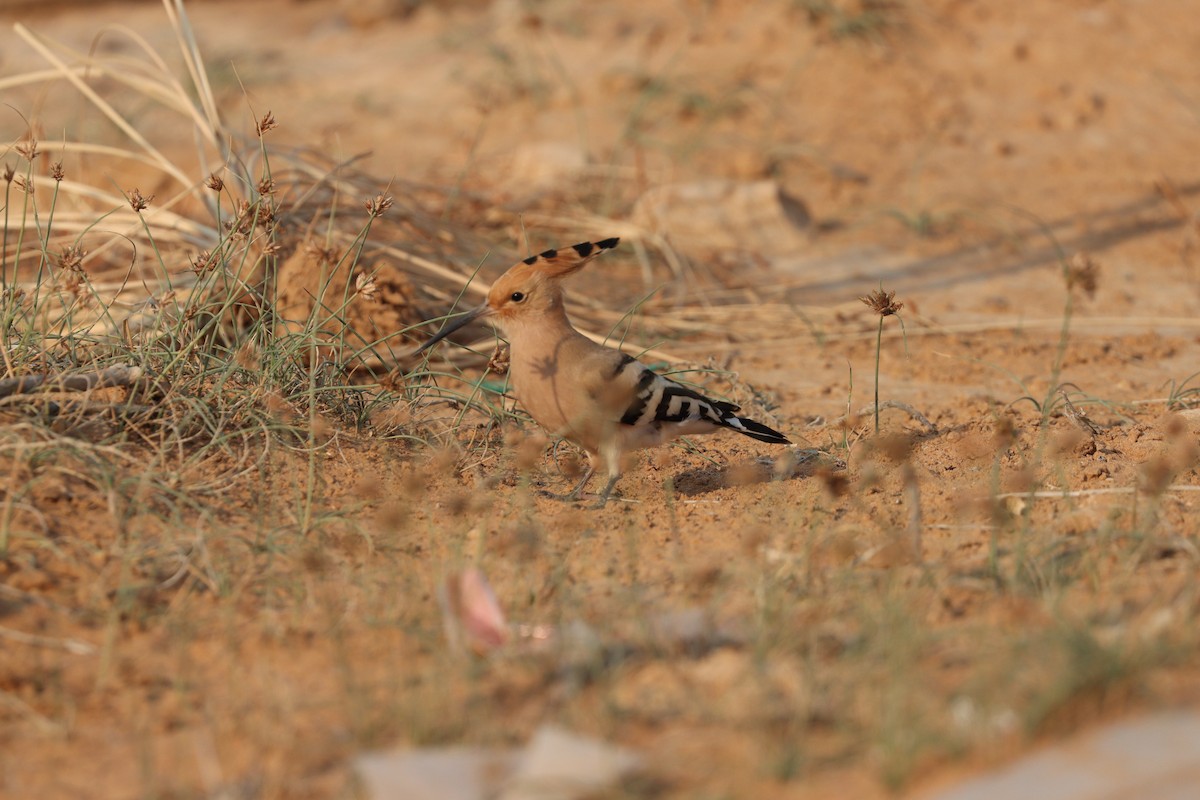 Common Hoopoe - ML646281632
