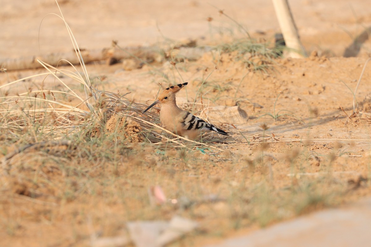 Common Hoopoe - ML646281633