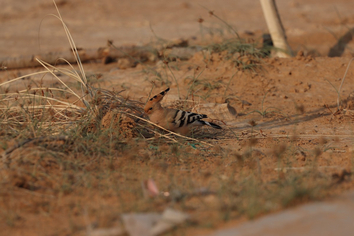 Common Hoopoe - ML646281634