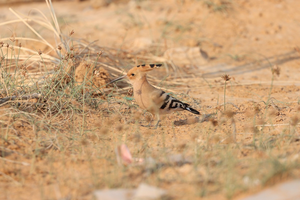 Common Hoopoe - ML646281635