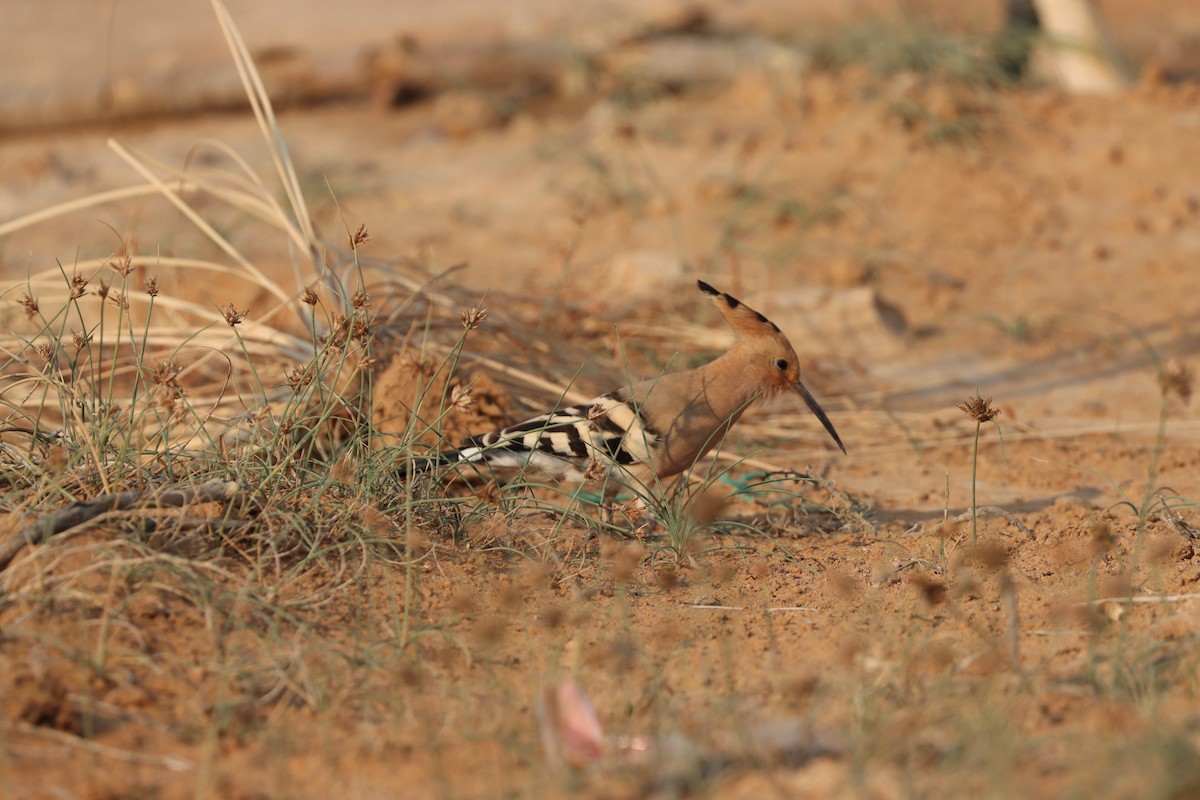 Common Hoopoe - ML646281636