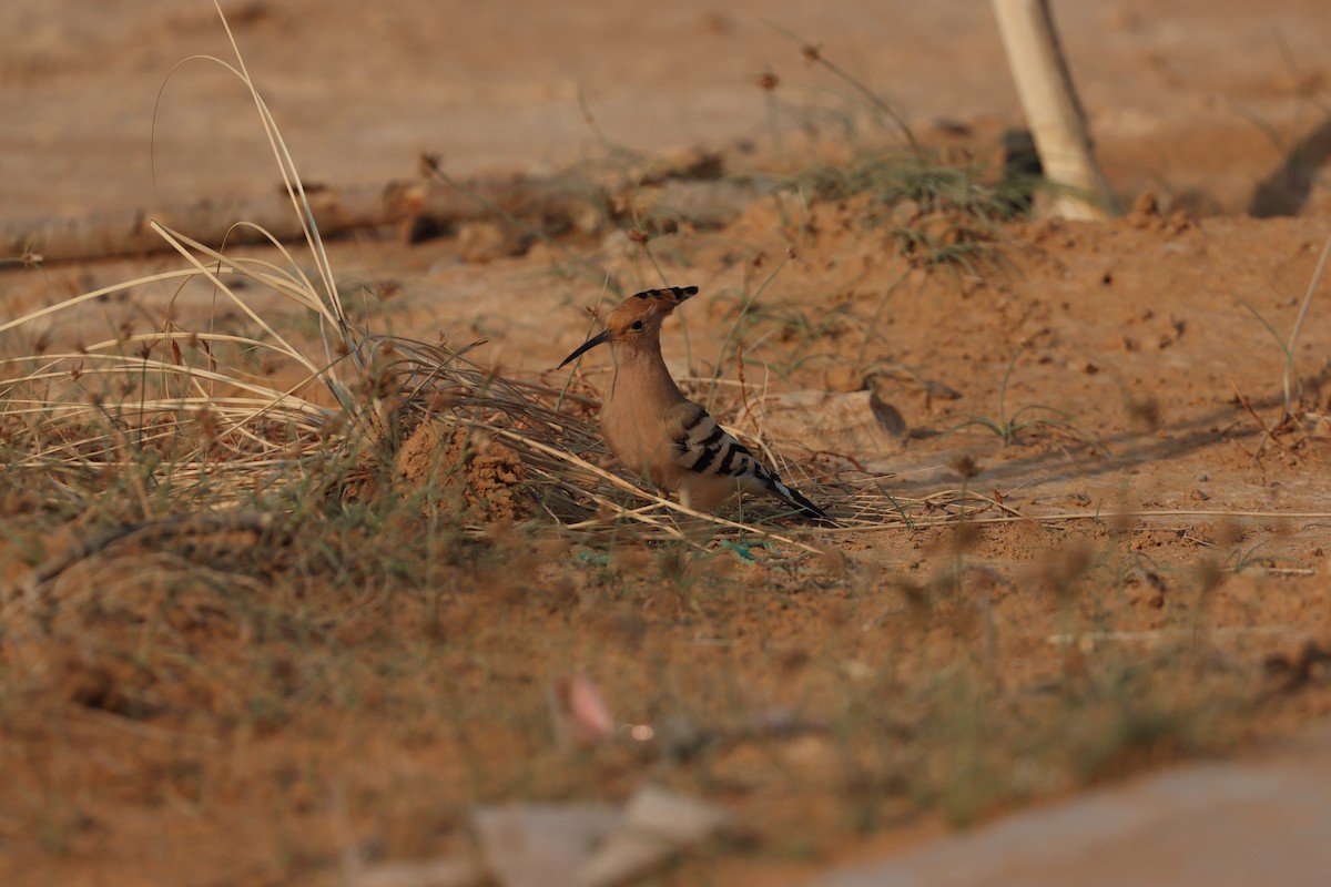 Common Hoopoe - ML646281637