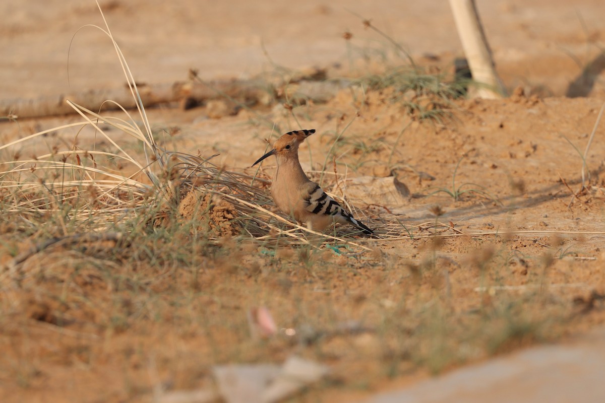 Common Hoopoe - ML646281638