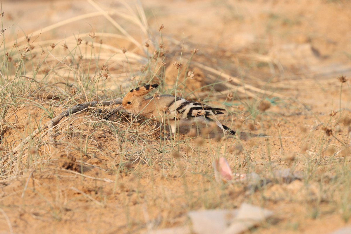 Common Hoopoe - ML646281639