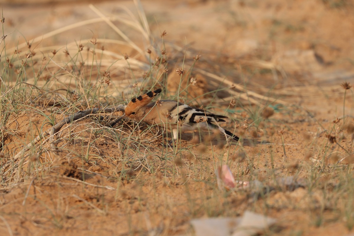 Common Hoopoe - ML646281640