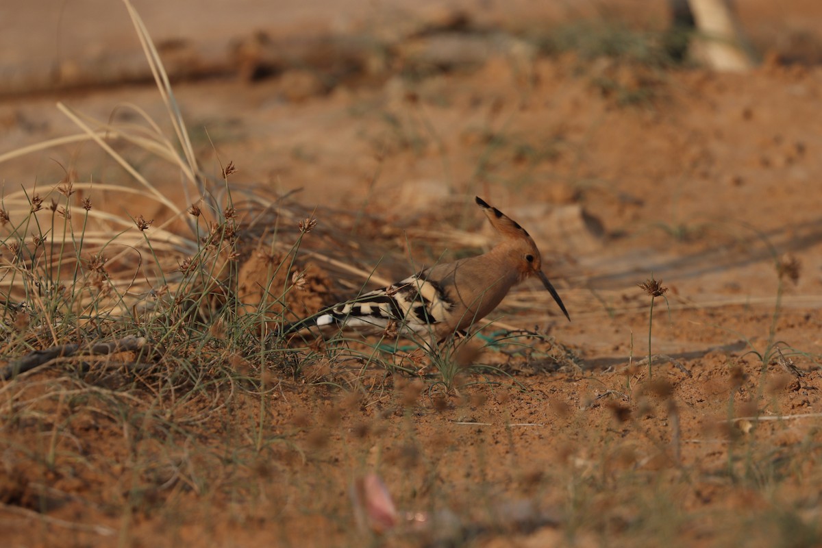 Common Hoopoe - ML646281641