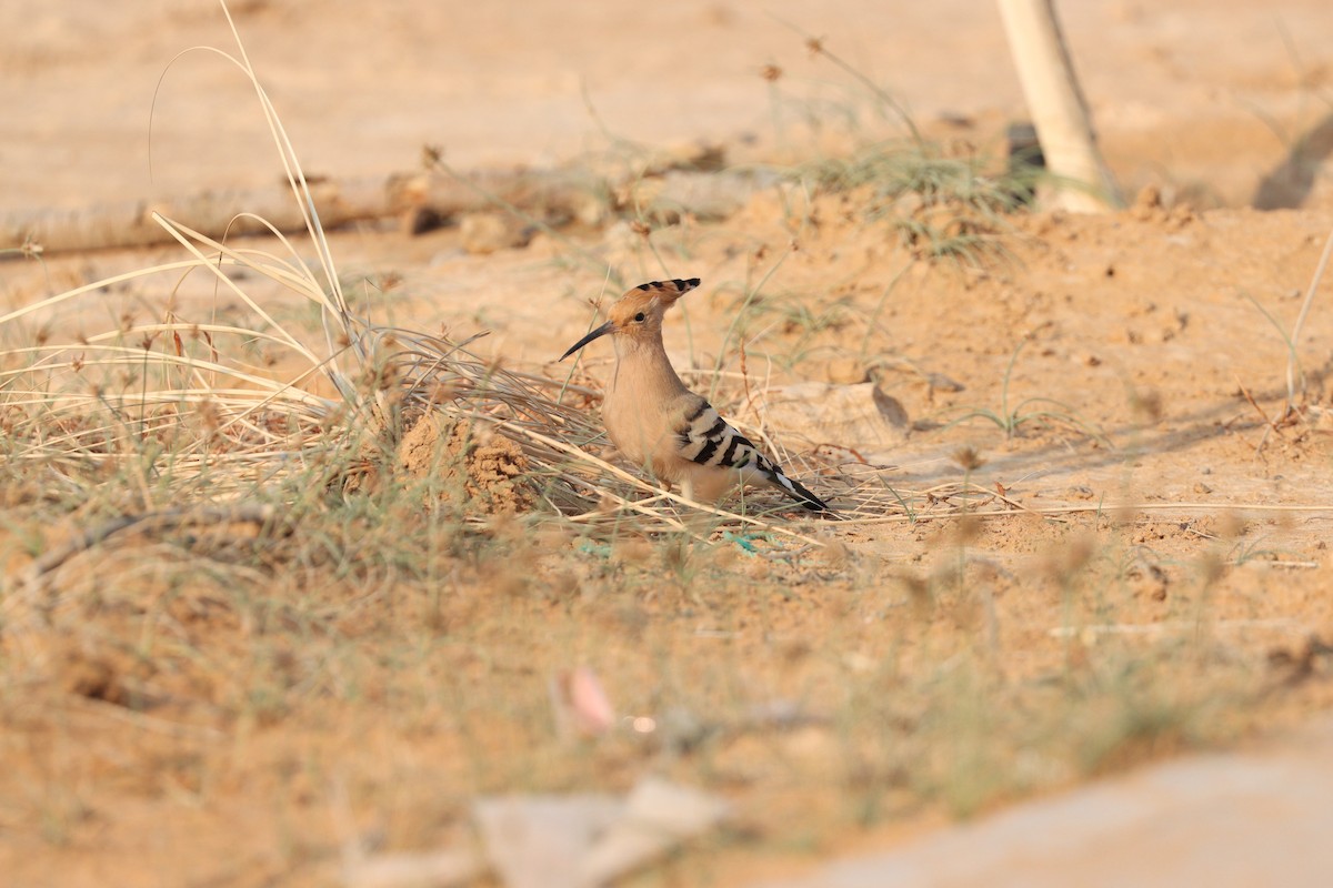 Common Hoopoe - ML646281642