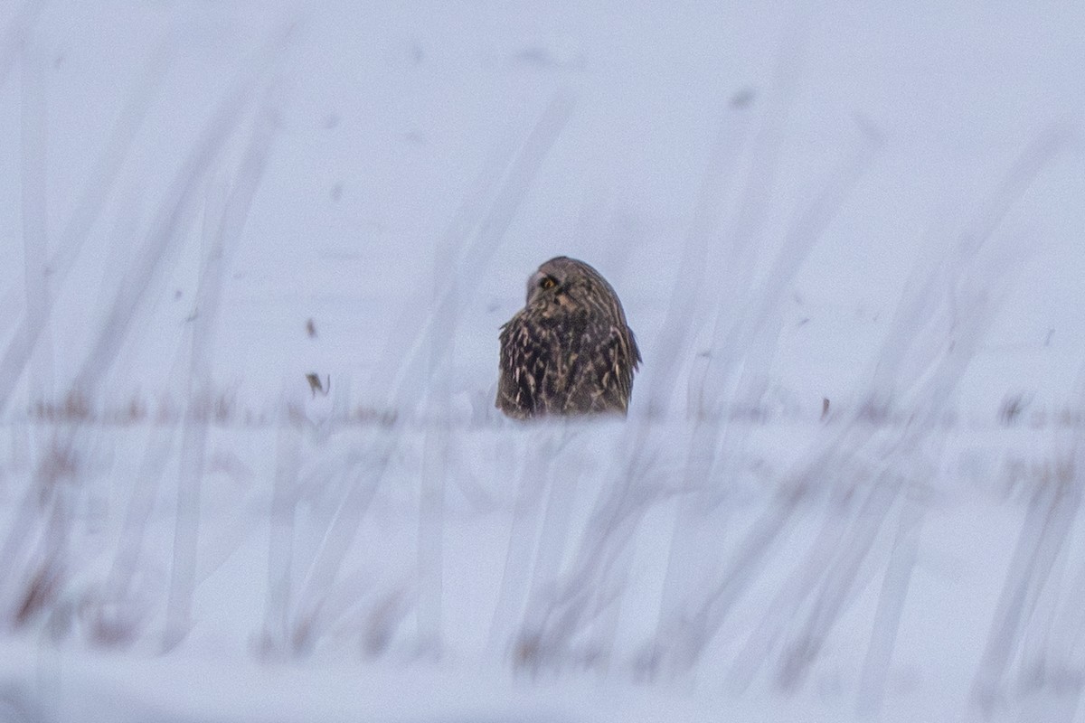 Short-eared Owl - ML646281643