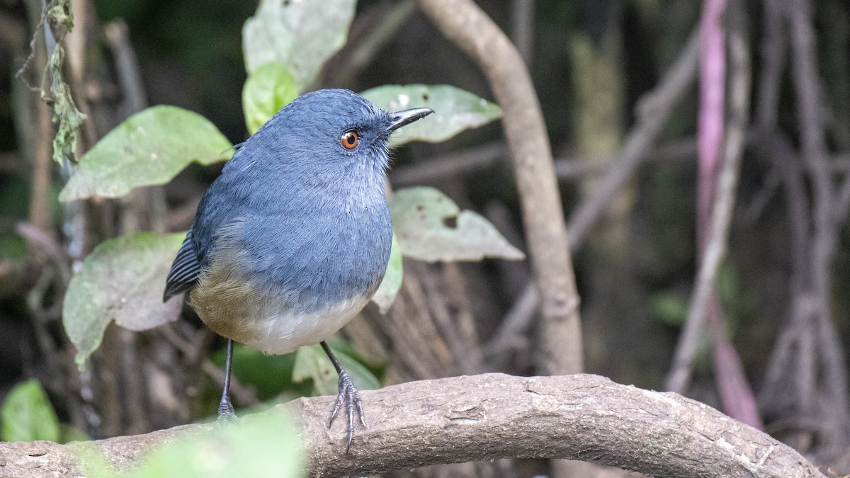 Alicorto Flanquirrufo - ML646281647