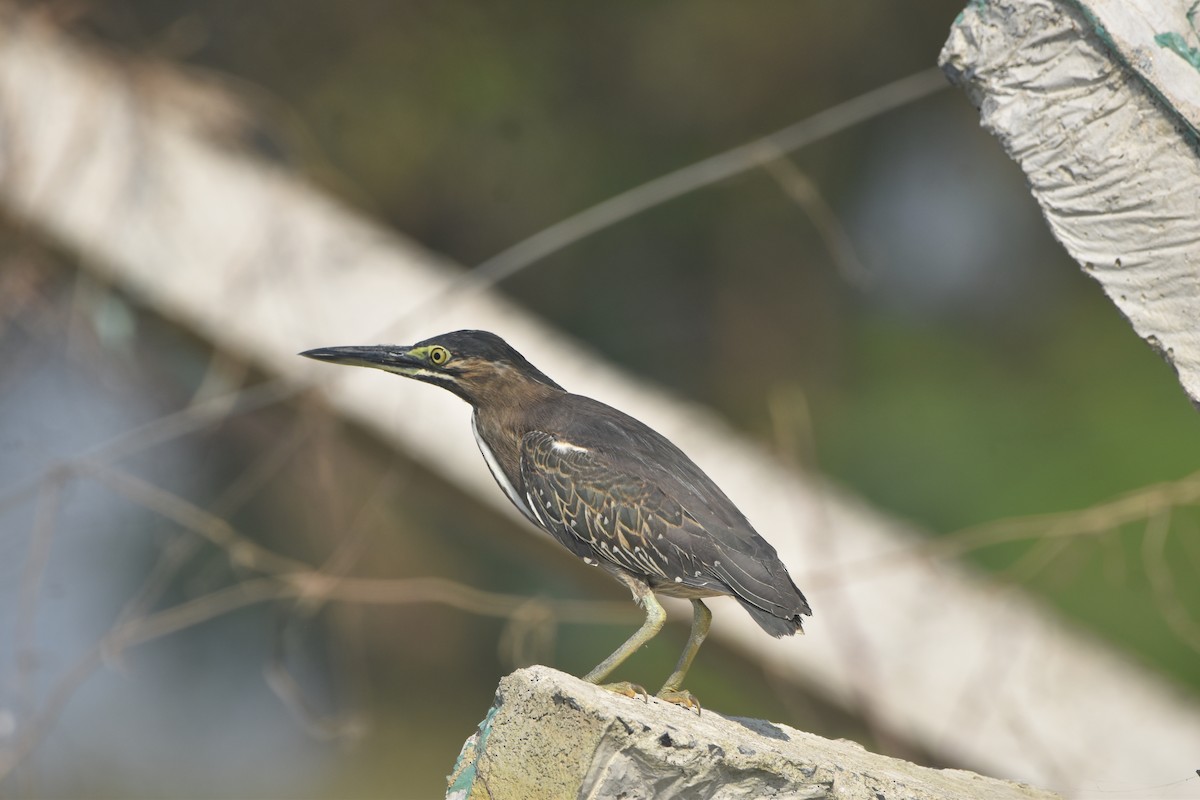 volavka malá - ML646281652