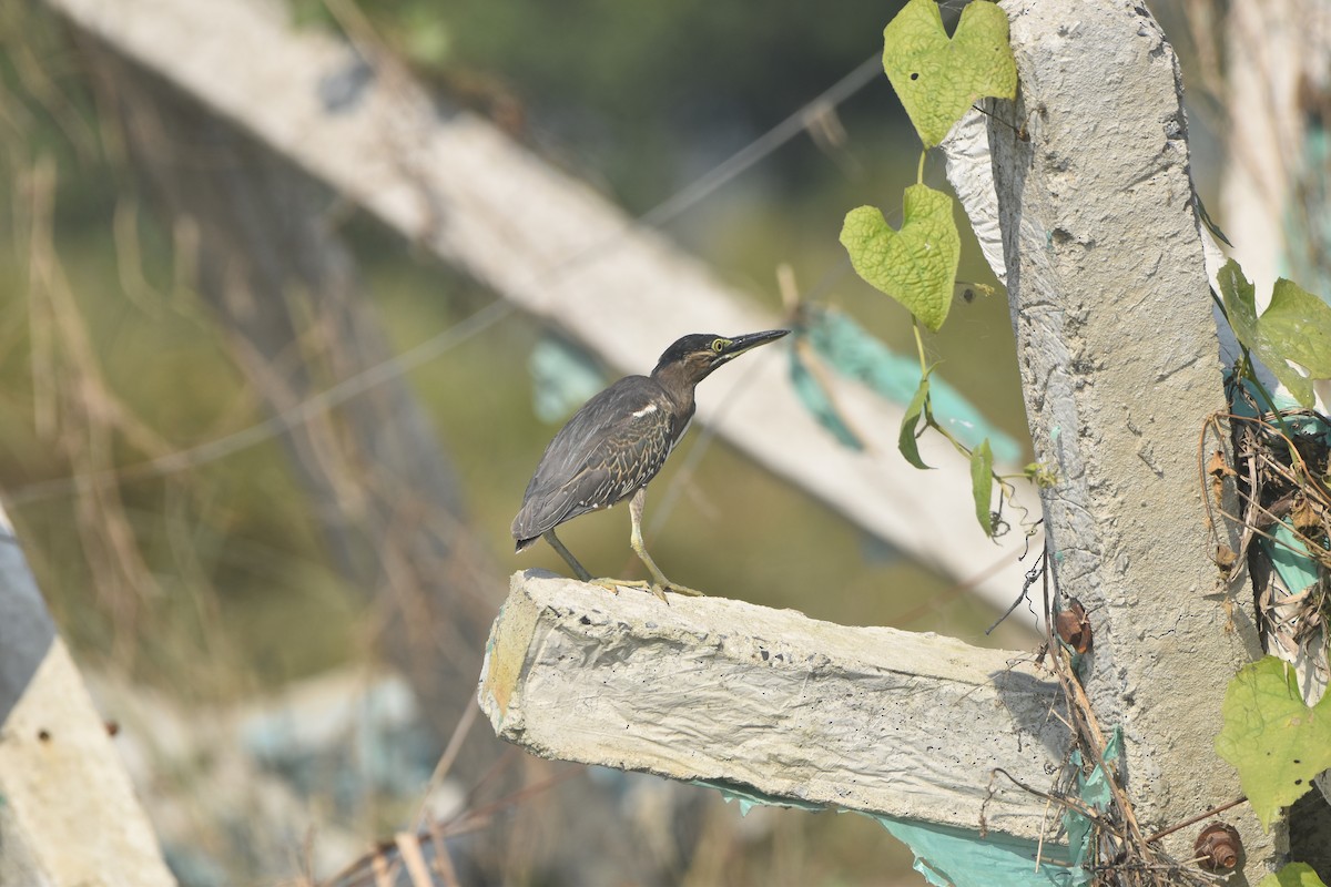 volavka malá - ML646281653