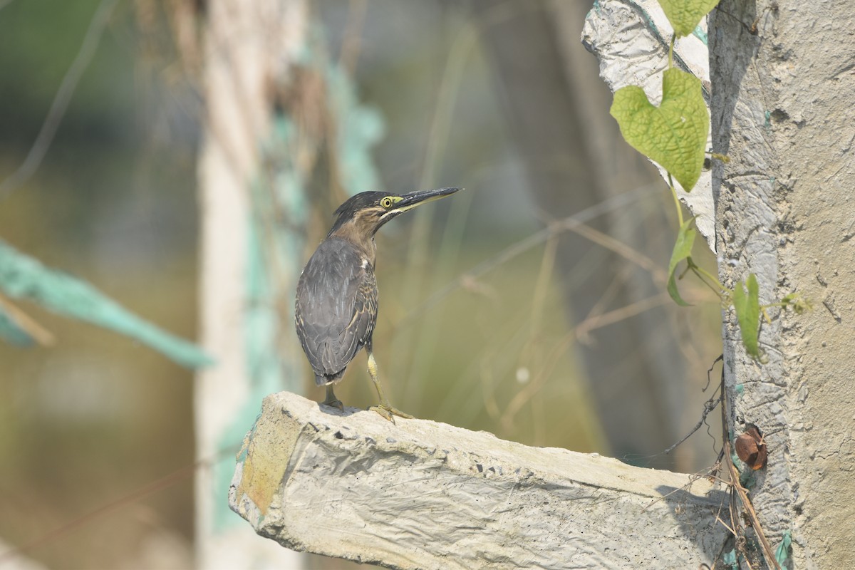 volavka malá - ML646281654