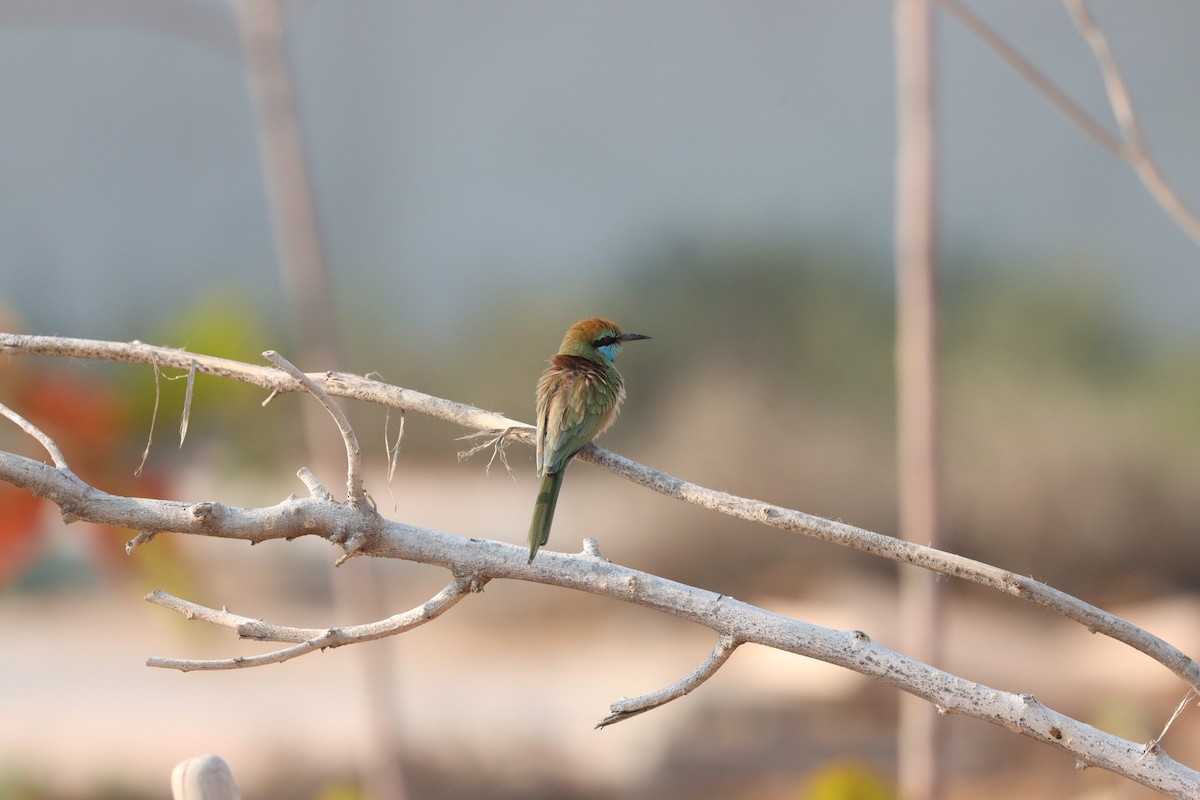 Arabian Green Bee-eater - ML646281660