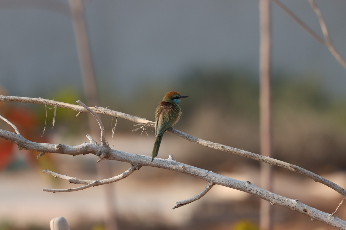Arabian Green Bee-eater - ML646281661