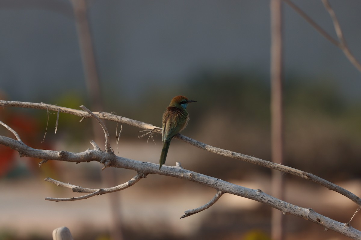 Arabian Green Bee-eater - ML646281662