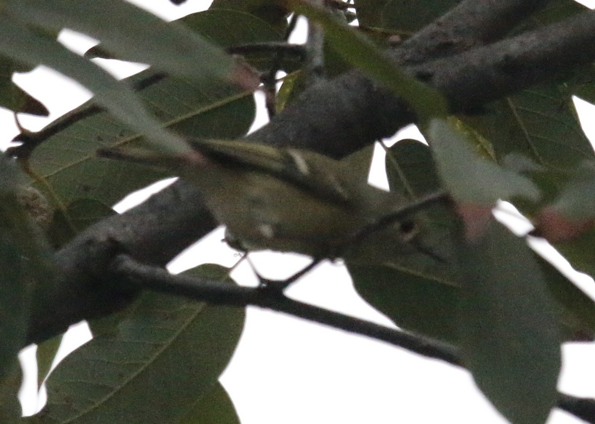 Ruby-crowned Kinglet - ML646281663