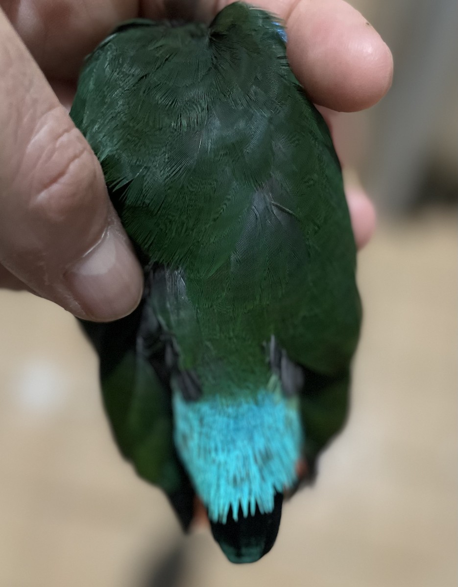 Western Hooded Pitta - ML646281669