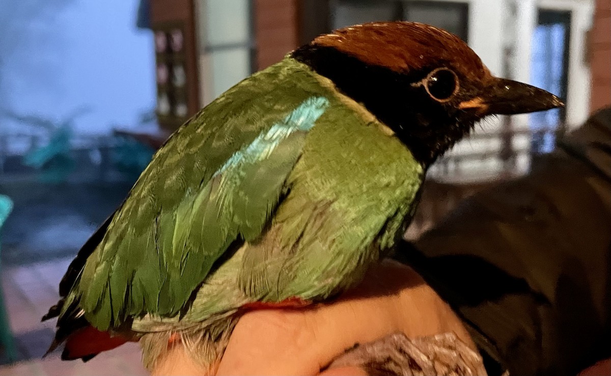 Western Hooded Pitta - ML646281670