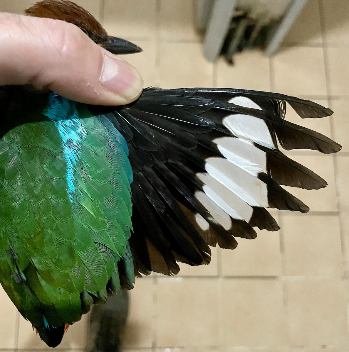 Western Hooded Pitta - ML646281671