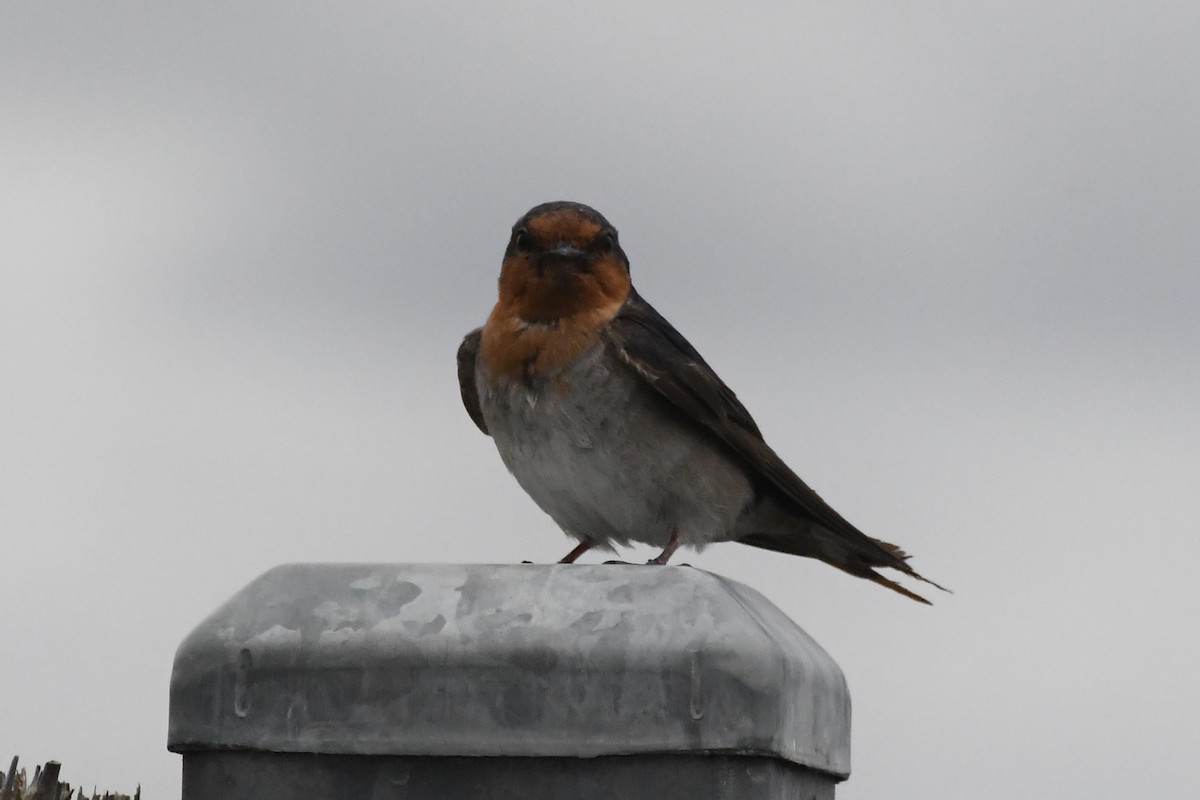 オーストラリアツバメ - ML646281678