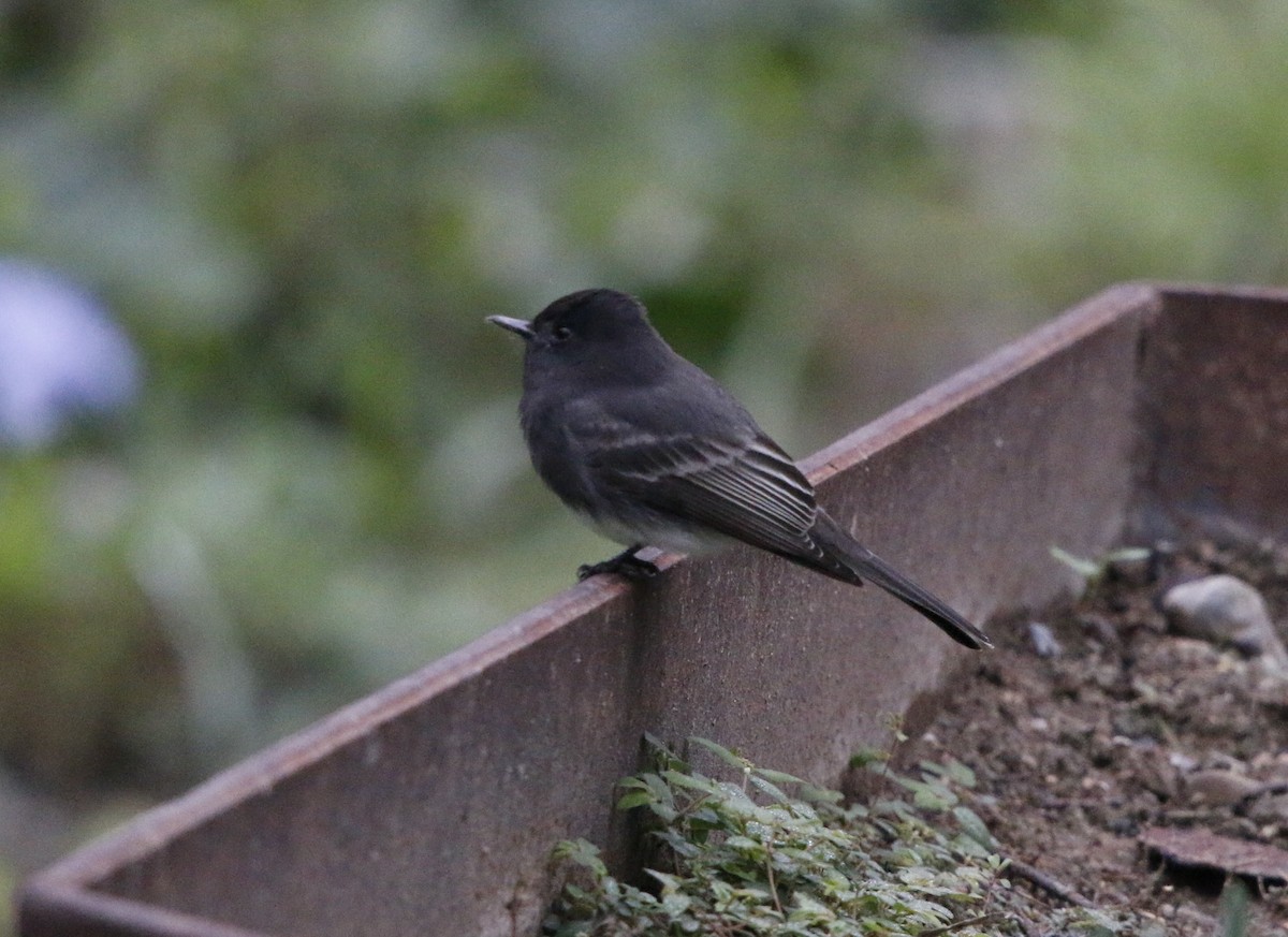 クロツキヒメハエトリ - ML646281679