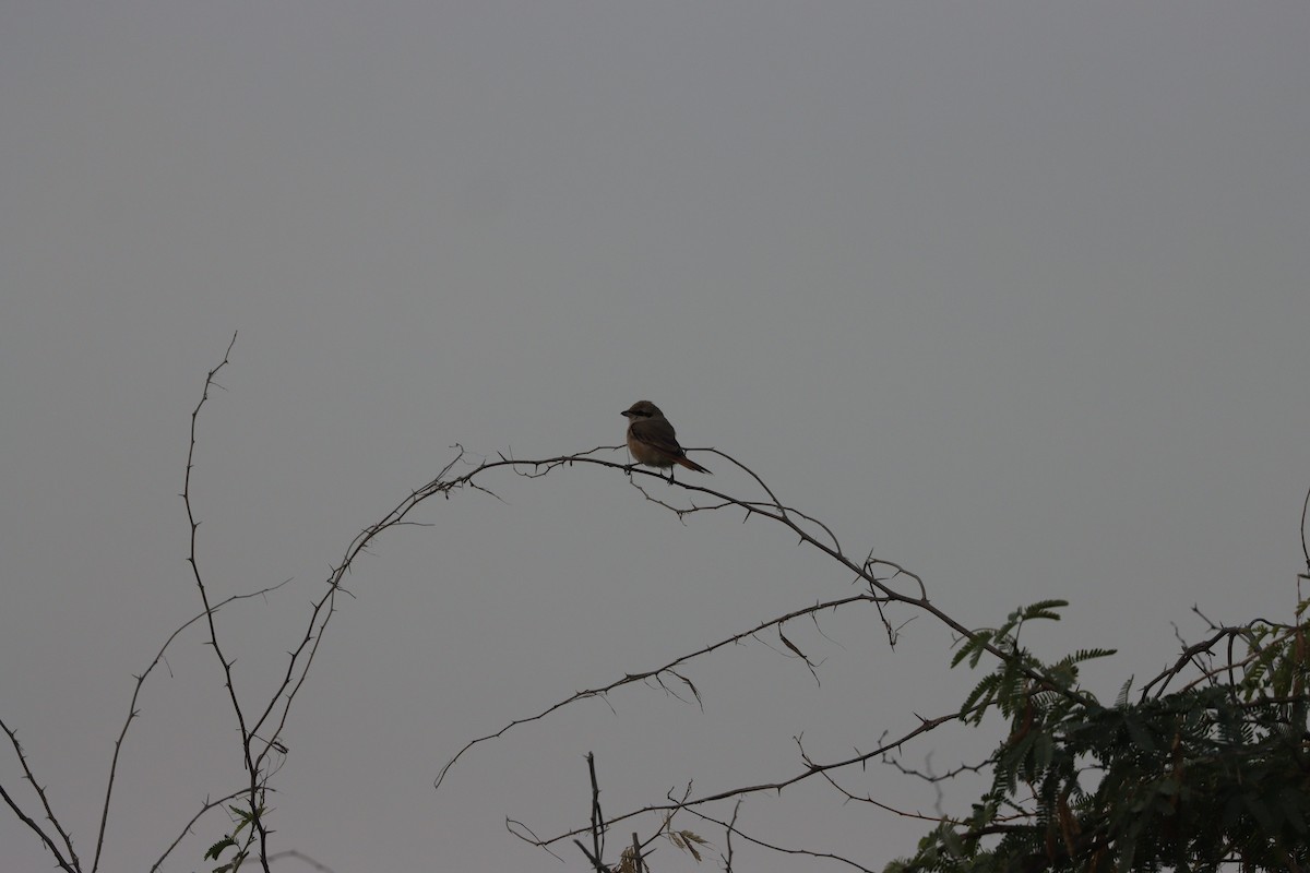 モウコアカモズ - ML646281680