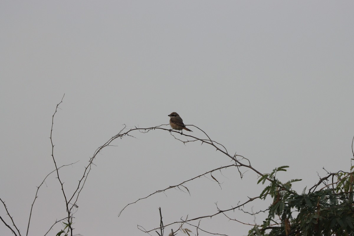 モウコアカモズ - ML646281681