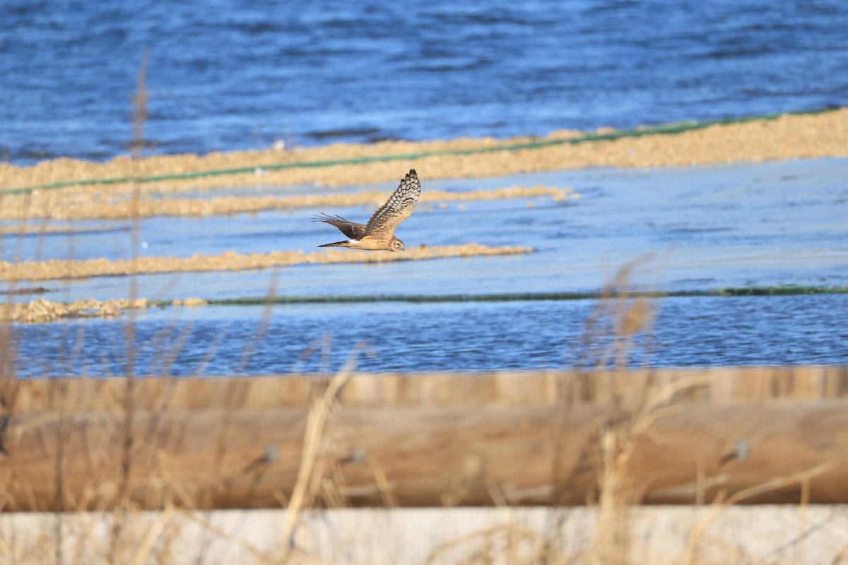 ハイイロチュウヒ - ML646281683