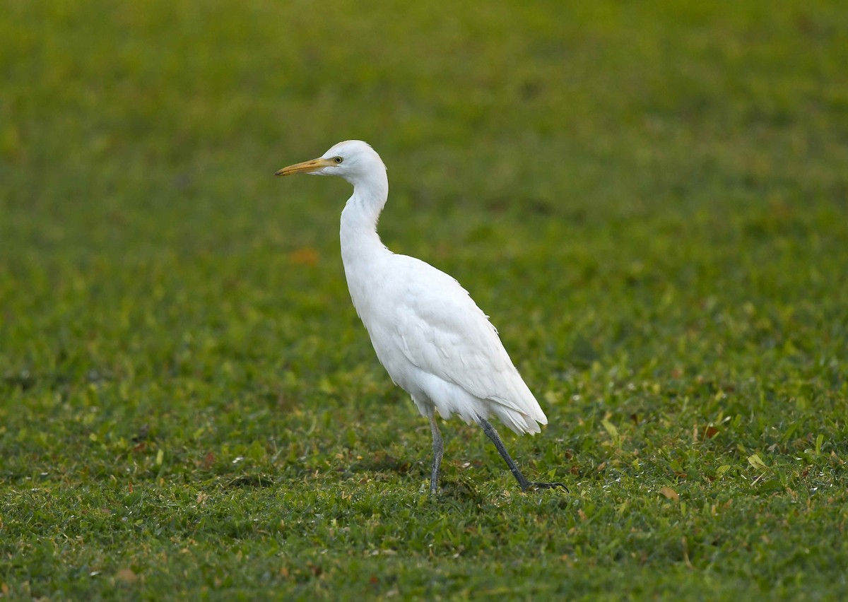ニシアマサギ - ML646281684