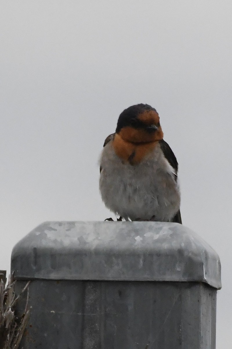 オーストラリアツバメ - ML646281685