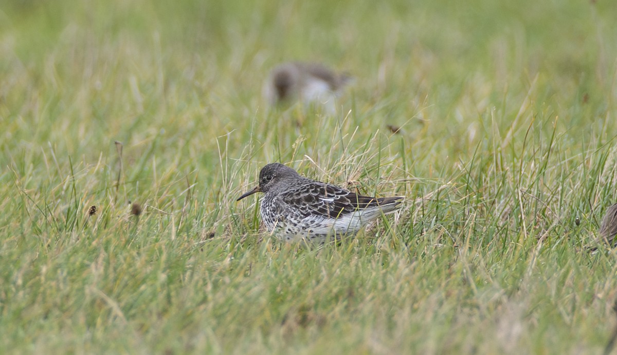 Rock Sandpiper - ML646281686