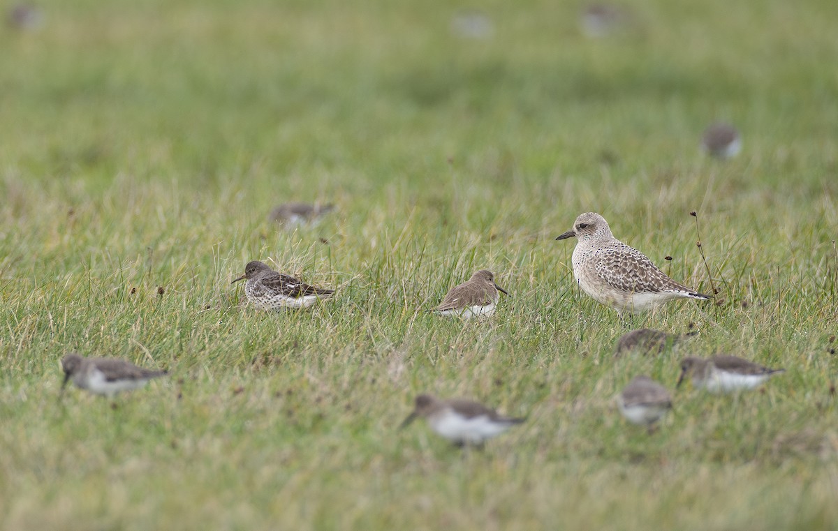 Rock Sandpiper - ML646281687