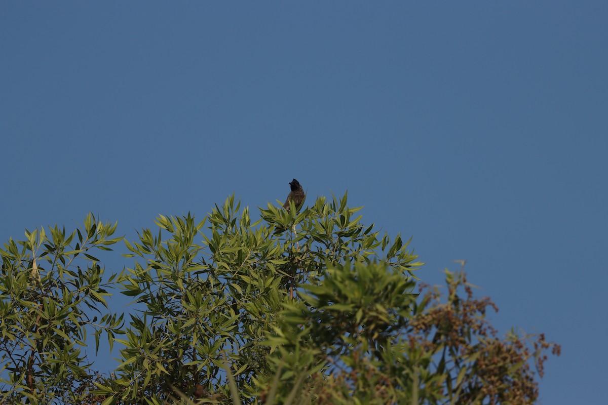 シリアカヒヨドリ - ML646281690