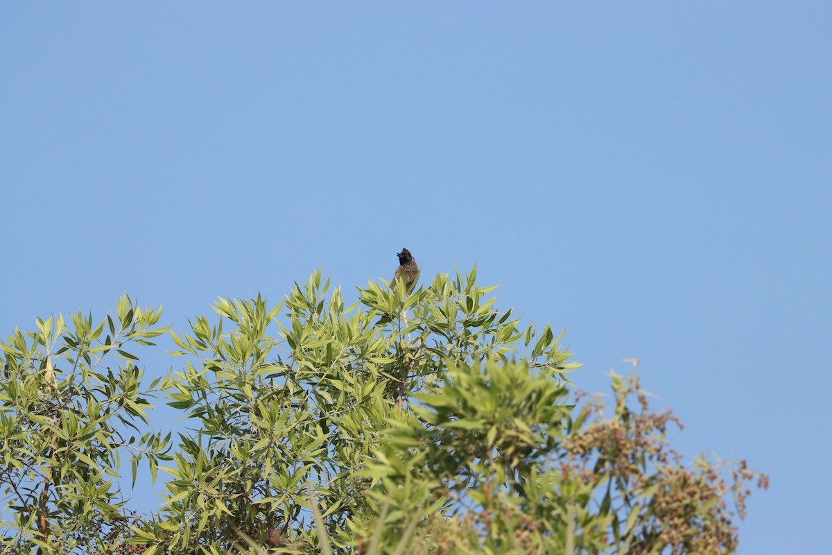 シリアカヒヨドリ - ML646281691