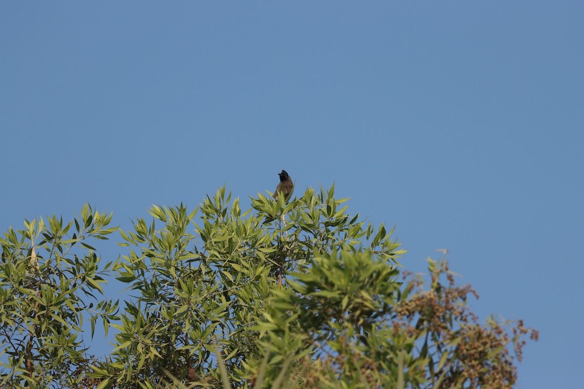 シリアカヒヨドリ - ML646281692