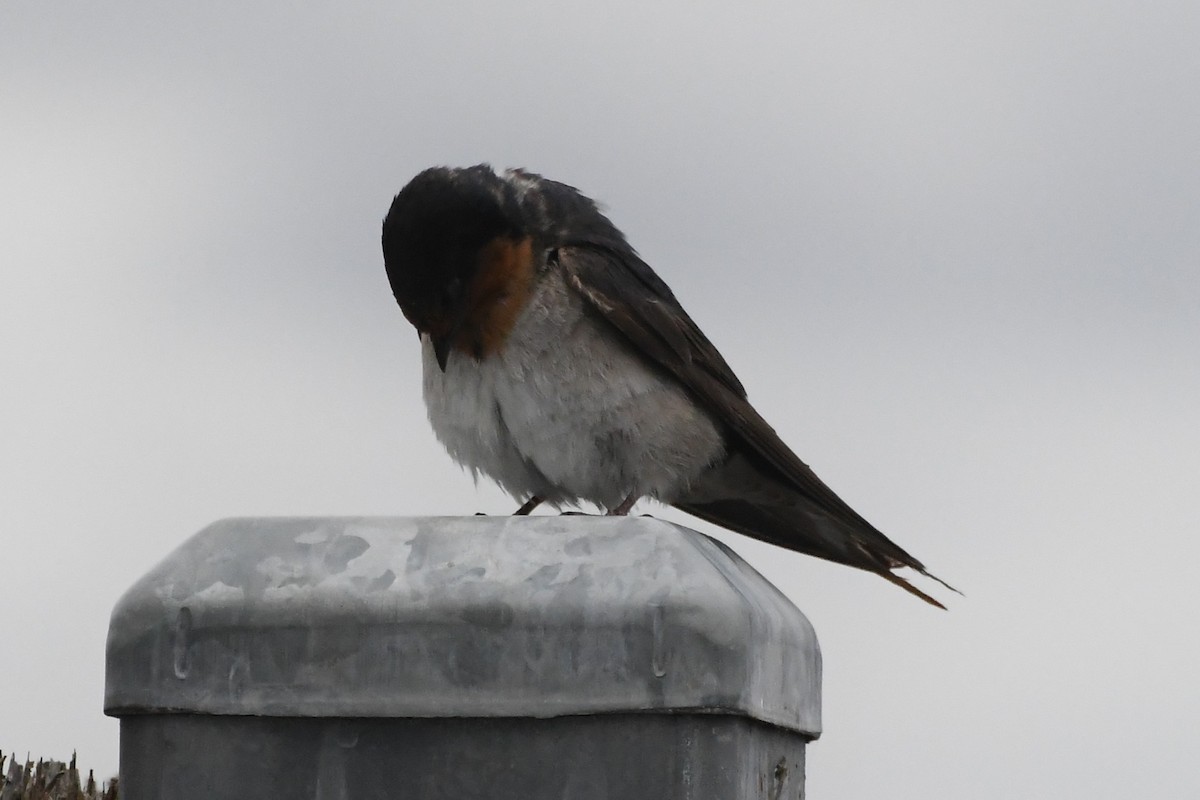 オーストラリアツバメ - ML646281693