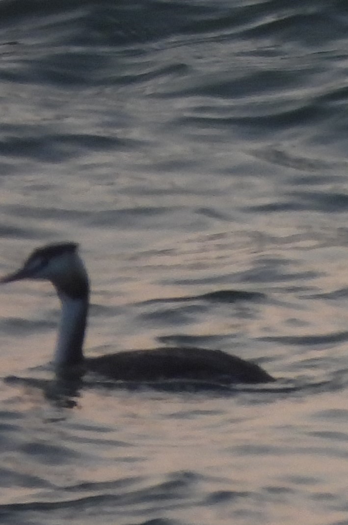 カンムリカイツブリ - ML646281694