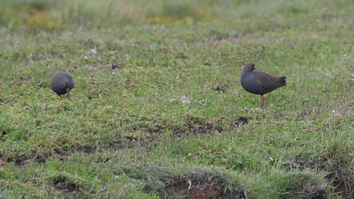 オグロバン - ML646281695