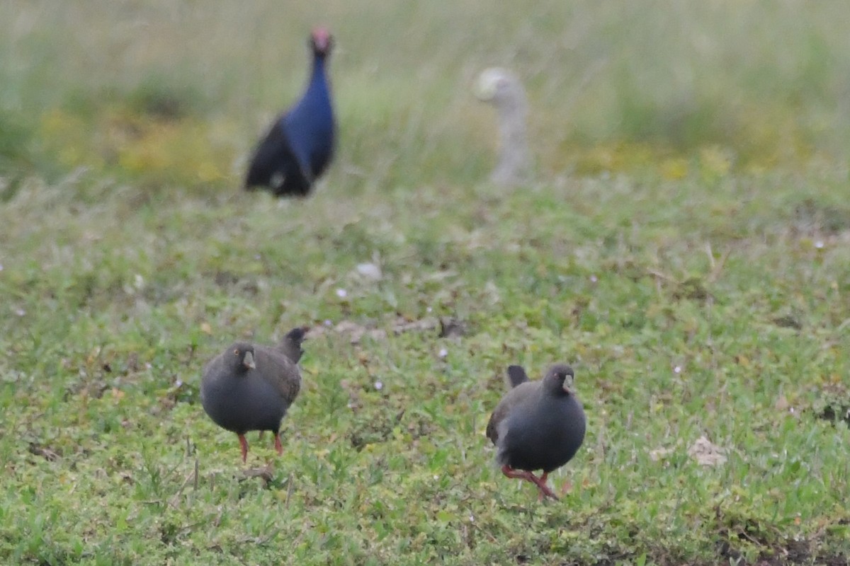 オグロバン - ML646281697