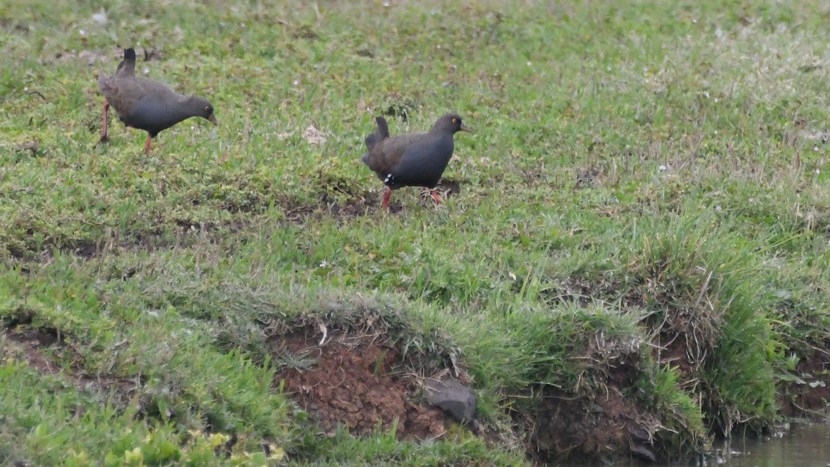 オグロバン - ML646281703