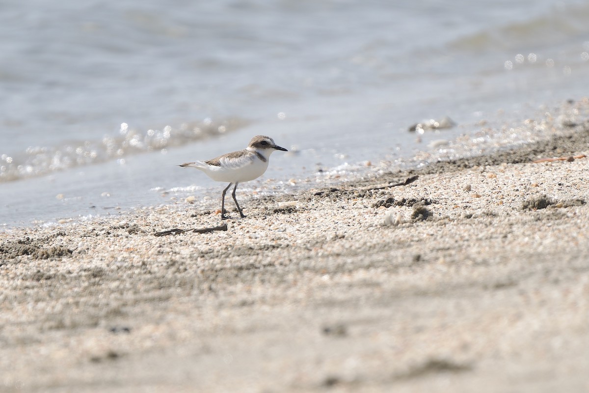 シロチドリ（亜種 ハシボソシロチドリ／シロチドリ） - ML646281704