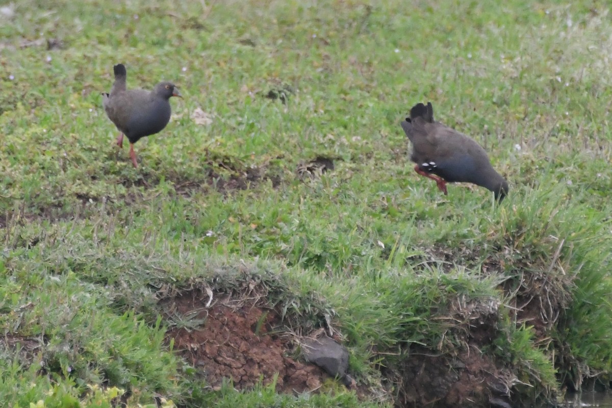 オグロバン - ML646281705