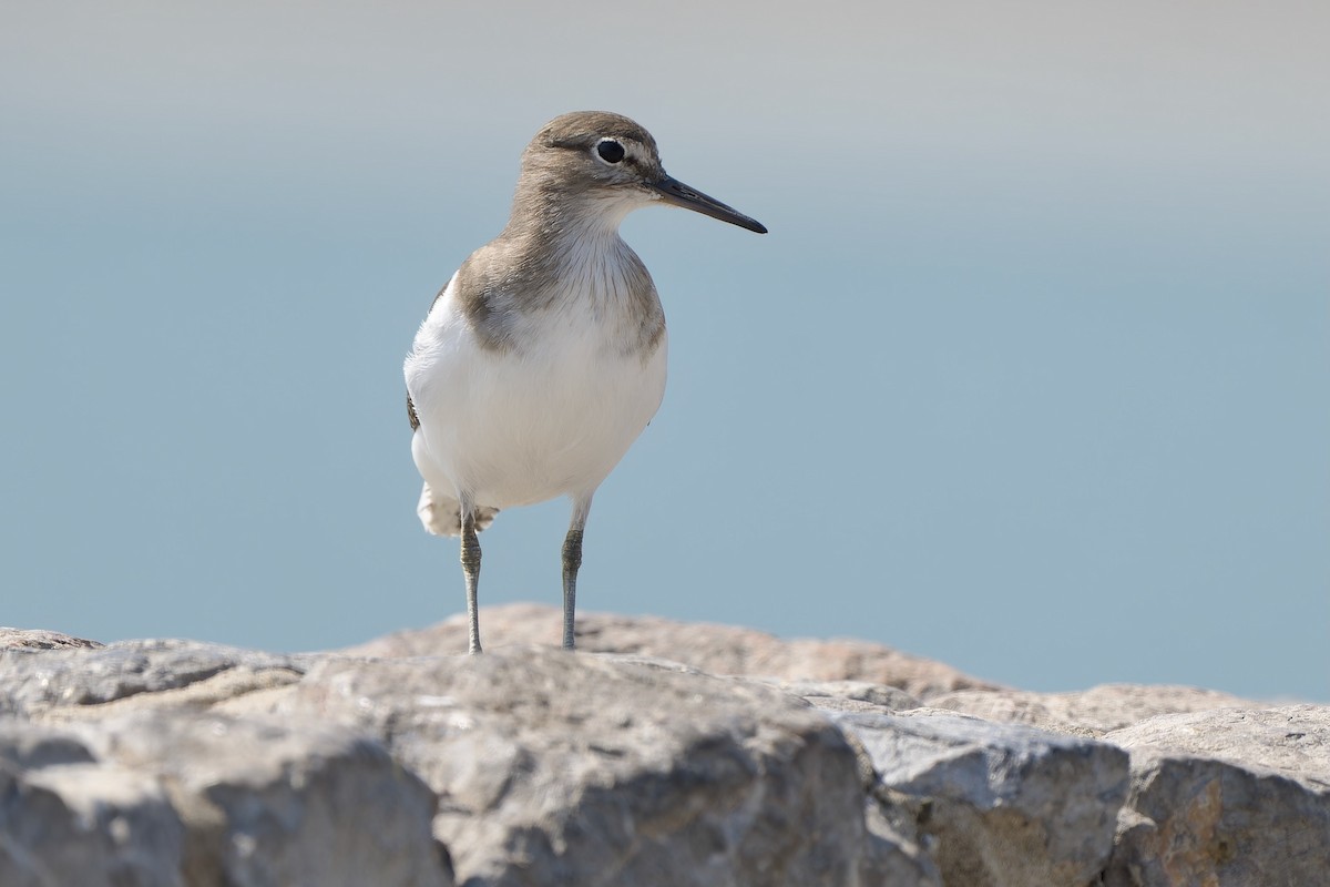 イソシギ - ML646281706