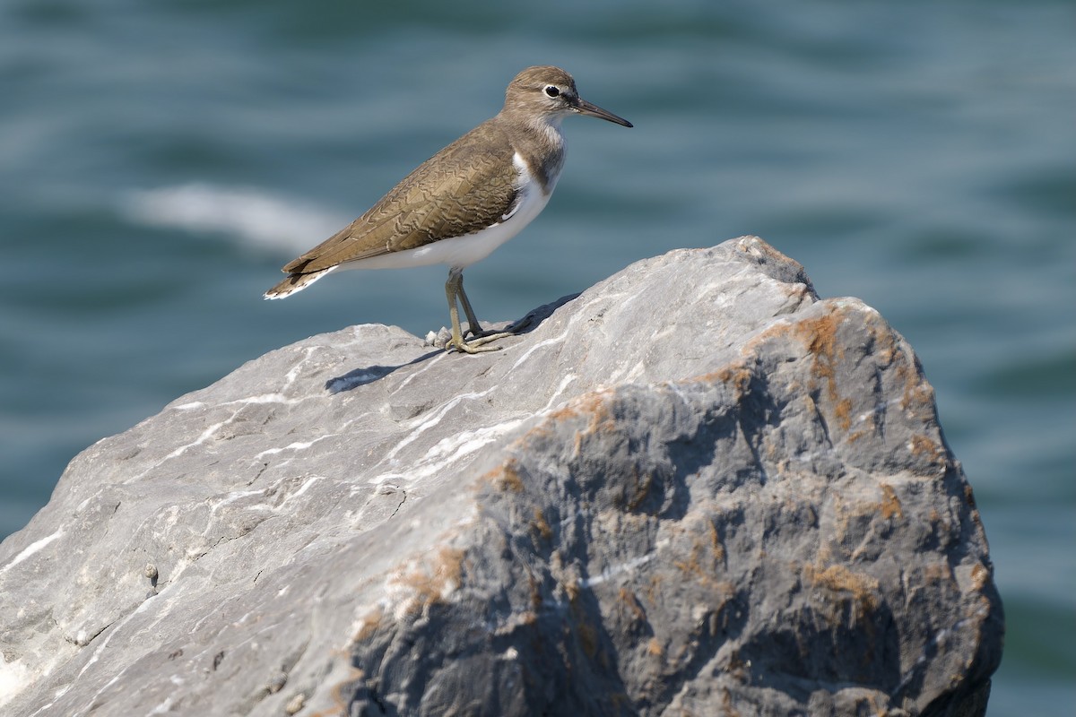 イソシギ - ML646281707