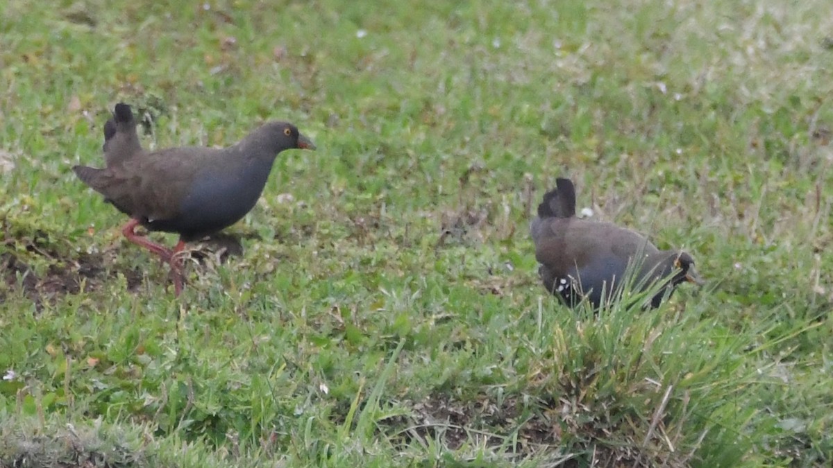 オグロバン - ML646281708